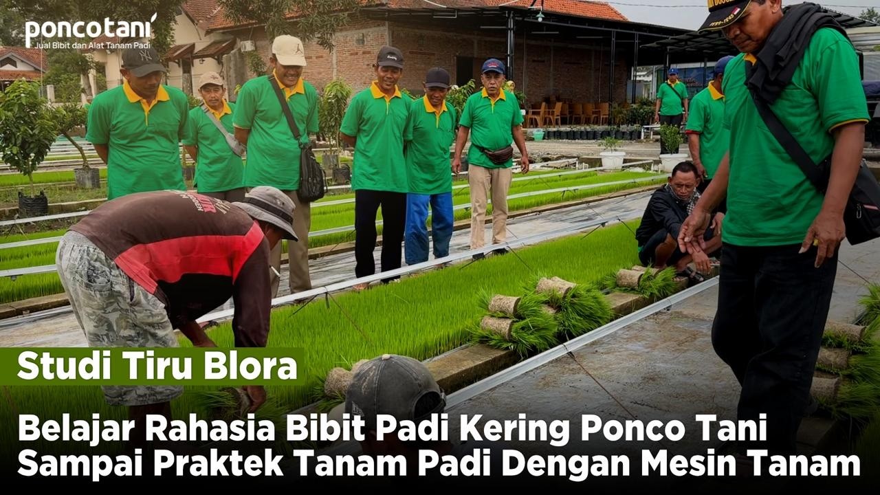 Belajar Rahasia Bibit Padi Kering Ponco Tani
