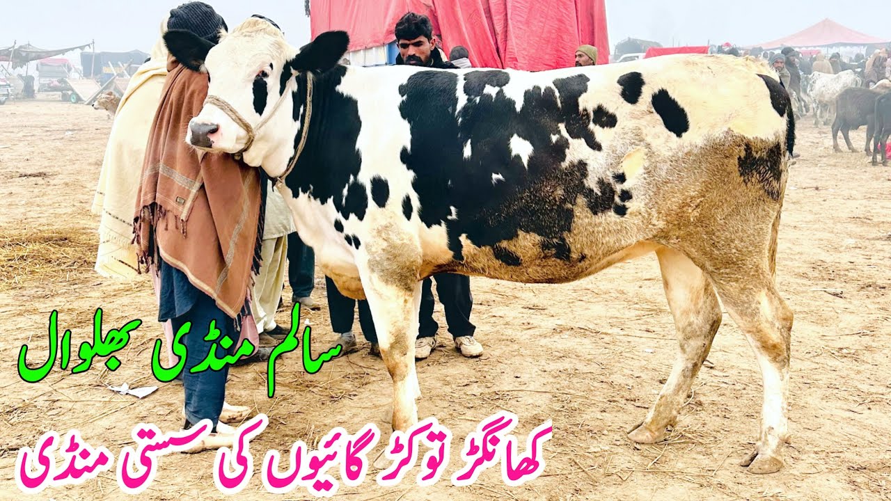 Salam Mandi Bhalwal  Sargodha New video fresh rite Update Today | 10 January 2025