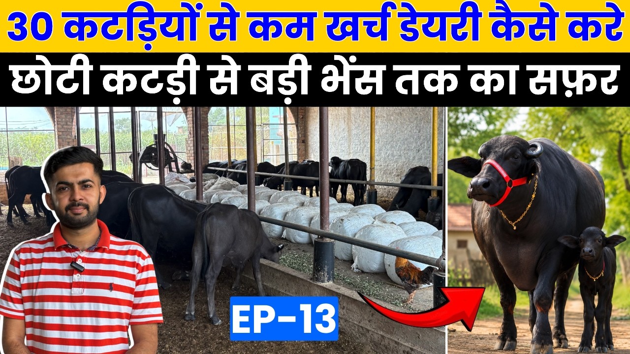 5 Murrah कटड़ी से भैस Dairyfarm कर Lakho कमाई,Buffalo Dairyfarm Business Ep 13