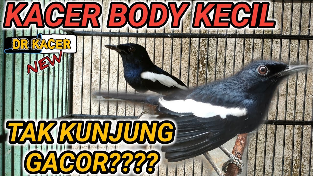KACER TAK KUNJUNG GACOR?? KACER BODY KECIL??? DR KACER NEW