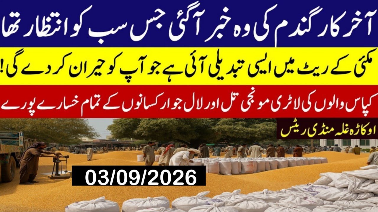 Today Wheat Price in Punjab 😲/Gundam kay Rates Today 2026/munji makki till sarso/Galla mandi rate 