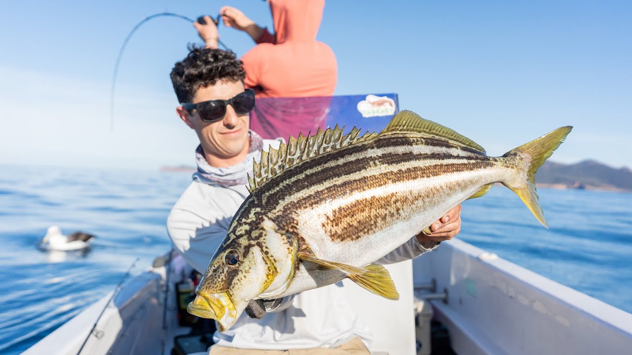 Chasing BIG TUNA and Tassie Trumpets!