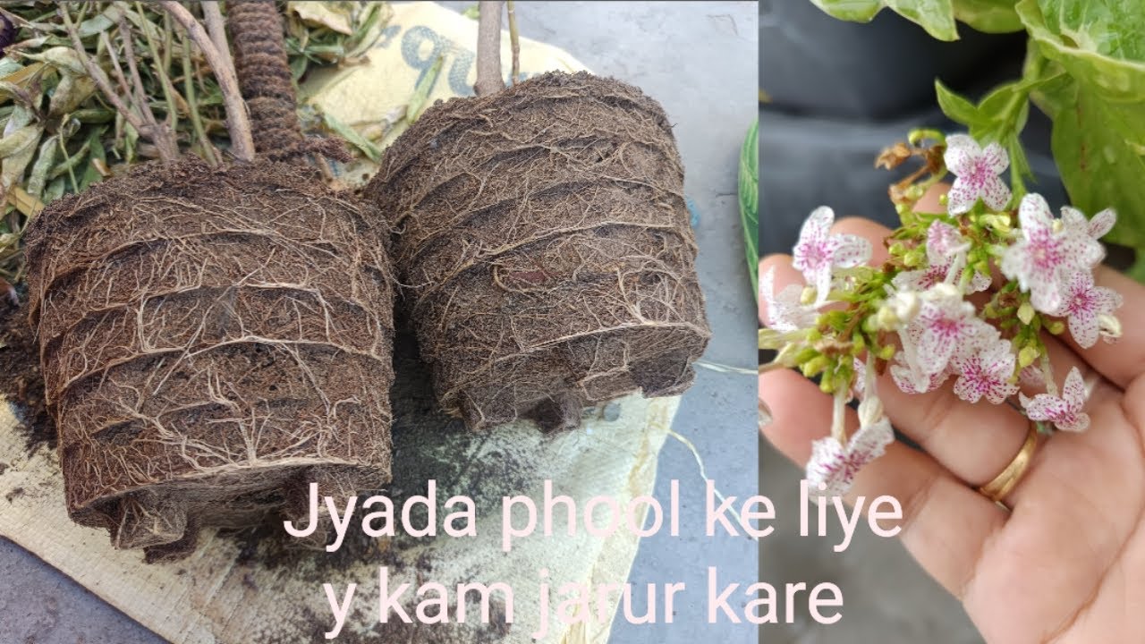 Achi growth ke liye repotting jrur kre#gardening #वायरलवीडियो 
