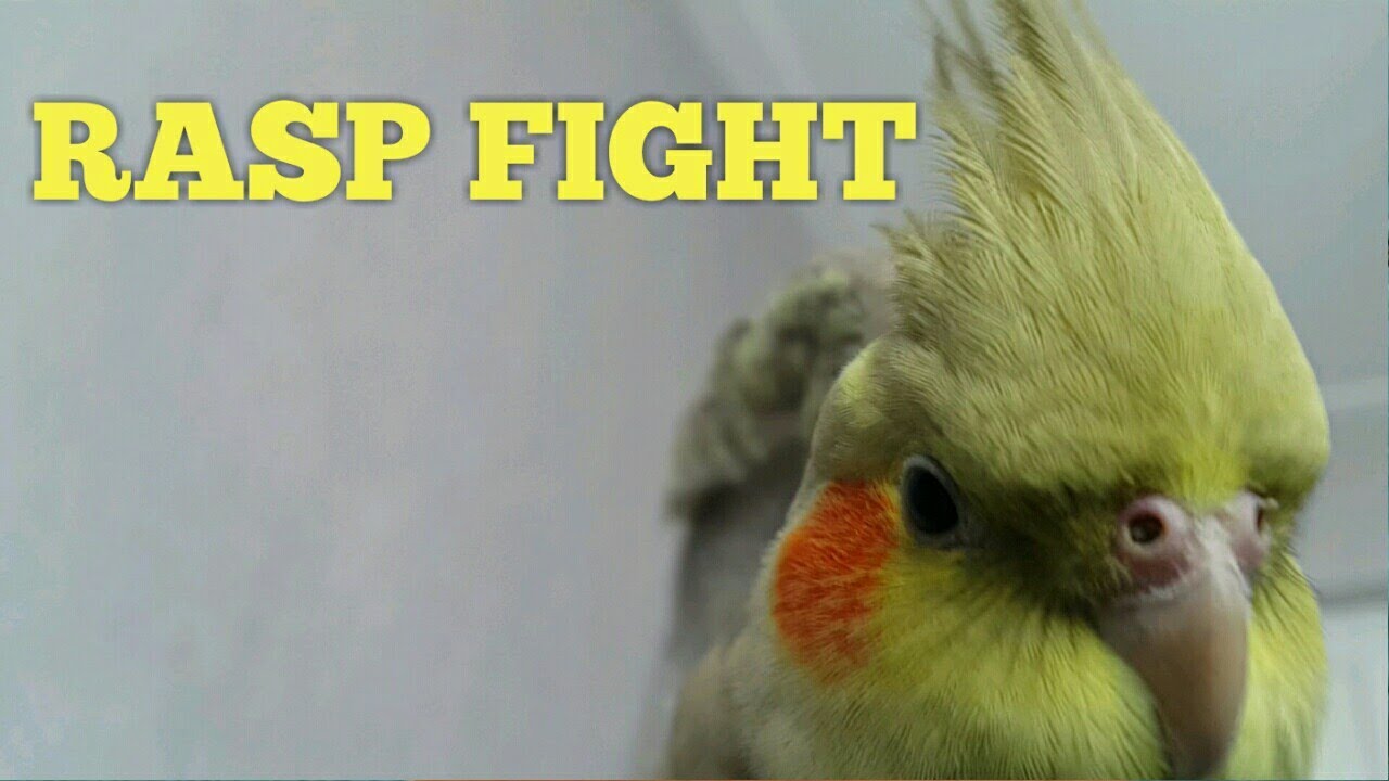 CUTE ANGRY Cockatiel FIGHTING To Get The RASP 🙃