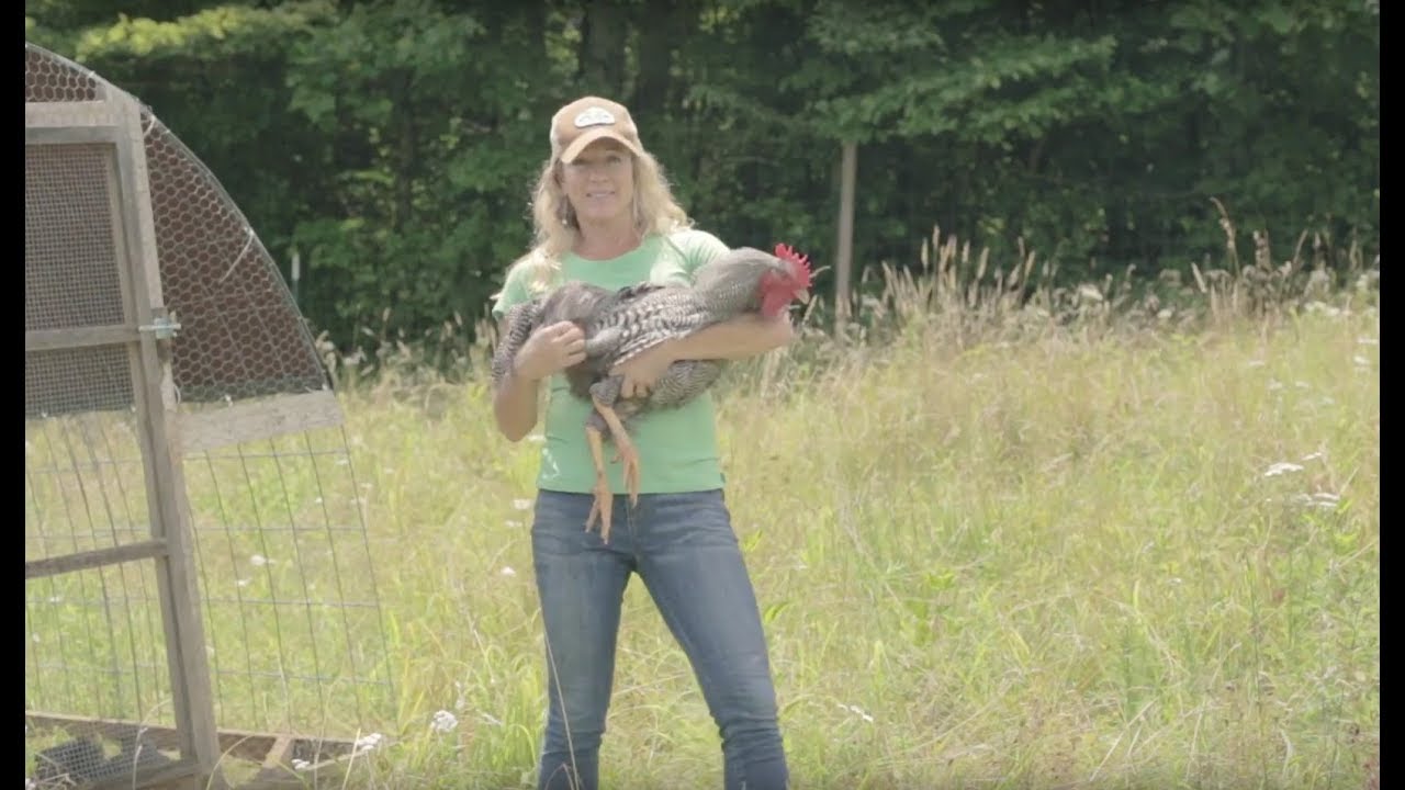 The Rooster's Role in Raising Chicks