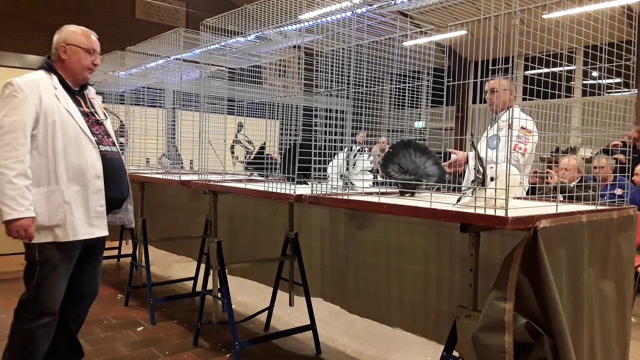 CFC Final Youngbirdsshow  2017 Hengelo Judge Bozidar Spoljaric Part 2