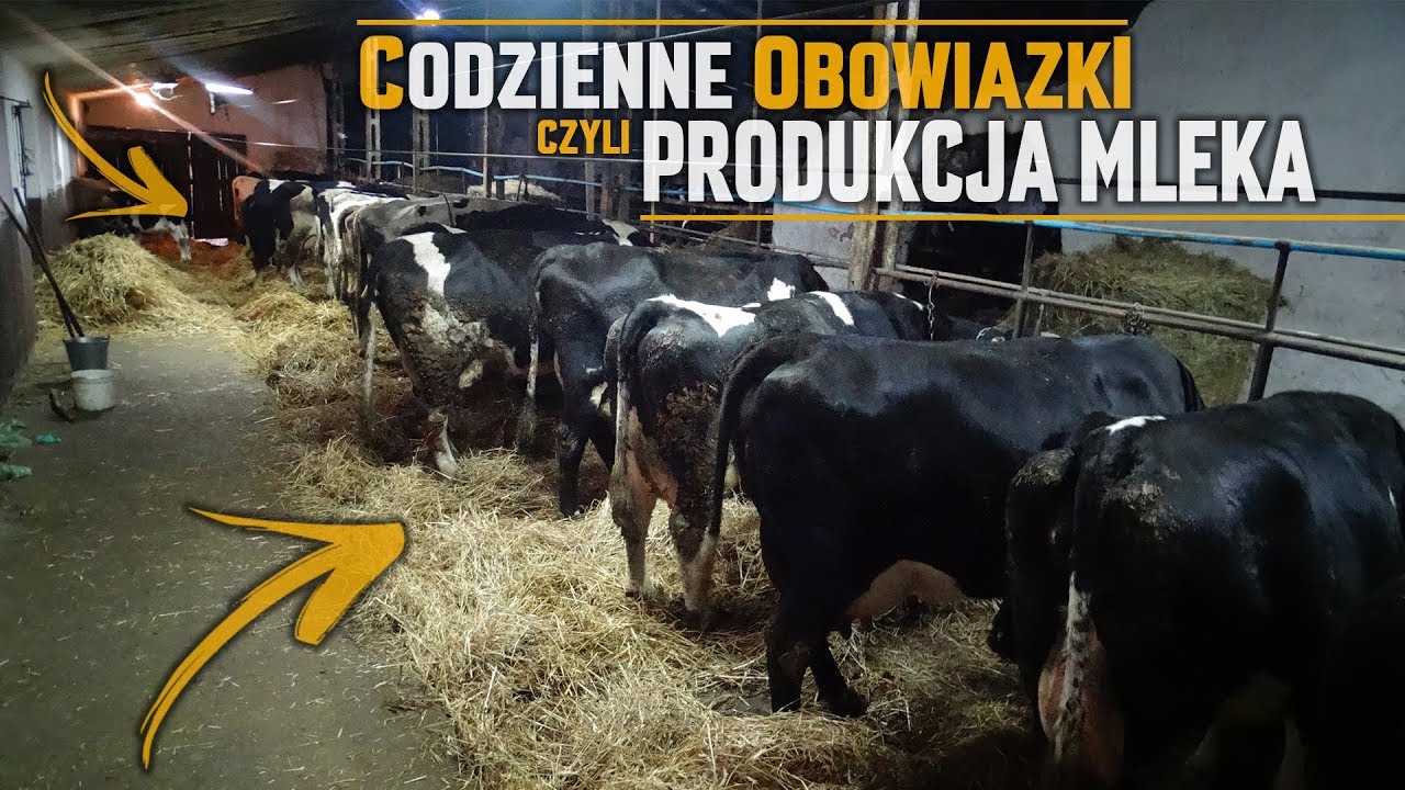 Codzienne Obowiązki 2019 ! ☆ Produkcja Mleka ✔Karmienie Krów & 2xFENDT! ☆ Na Podlasiu ?! ☆