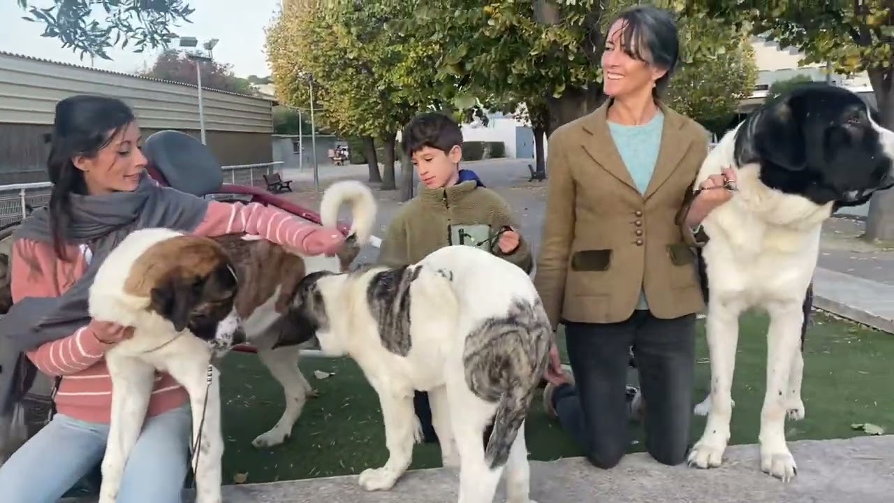 Les chiens de protection Cão de Gado Transmontano en expo!