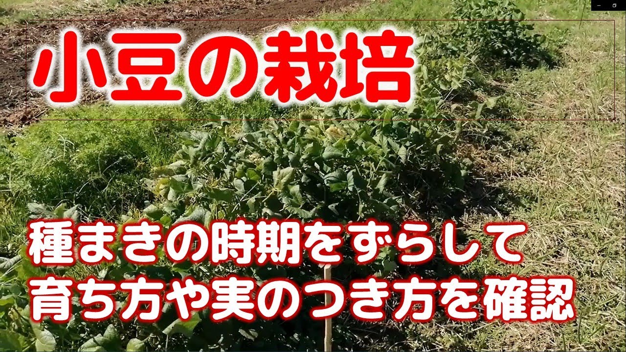 自然農法　小豆の栽培　種まきの時期をずらして育ち方や実のつき方を確認