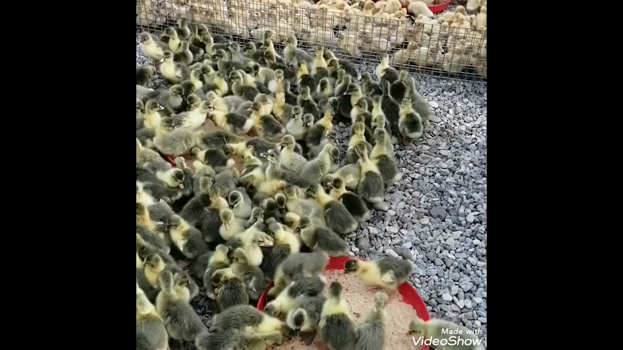 بەچکە قاز و سۆنە ماسی  زینە و کۆتر بازاری ھەینی کەلار