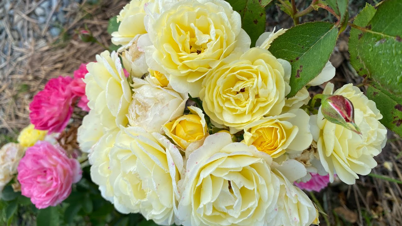Golden Border ніжно-жовта дуже щедра та стійка флорибунда, що вразила вже у перший сезон