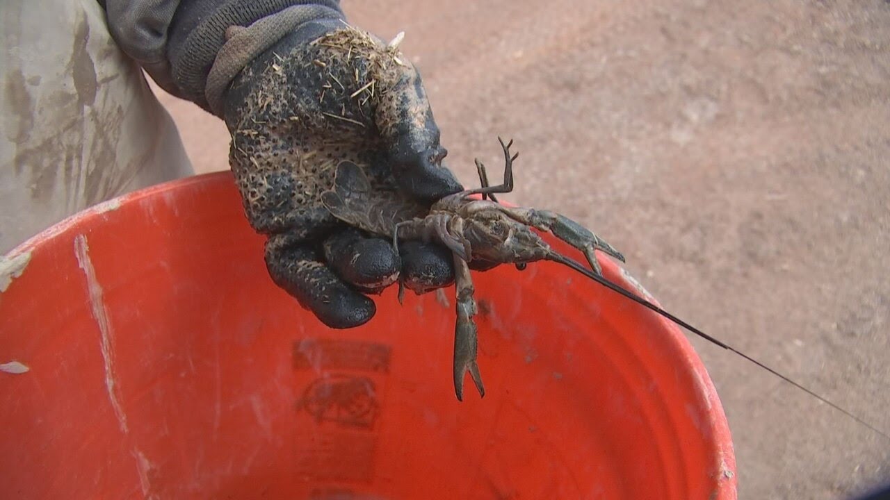 Australian red claw crayfish take over Wetlands Park prompting emergency removal