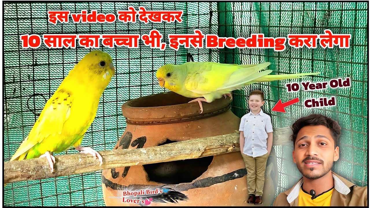 Pakshi denge chutkiyon me ande 🥚 part-1// पक्षी देंगे चुटकियों में अण्डे #bhopalibirdslovers