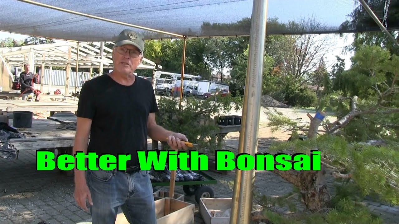 Boxing Yamadori for Bonsai