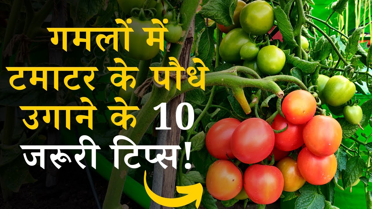 गमलों में टमाटर के पौधे उगाने के लिए 10 जरूरी टिप्स! 10 Tips for Growing Tomato Plants in Pots Hindi