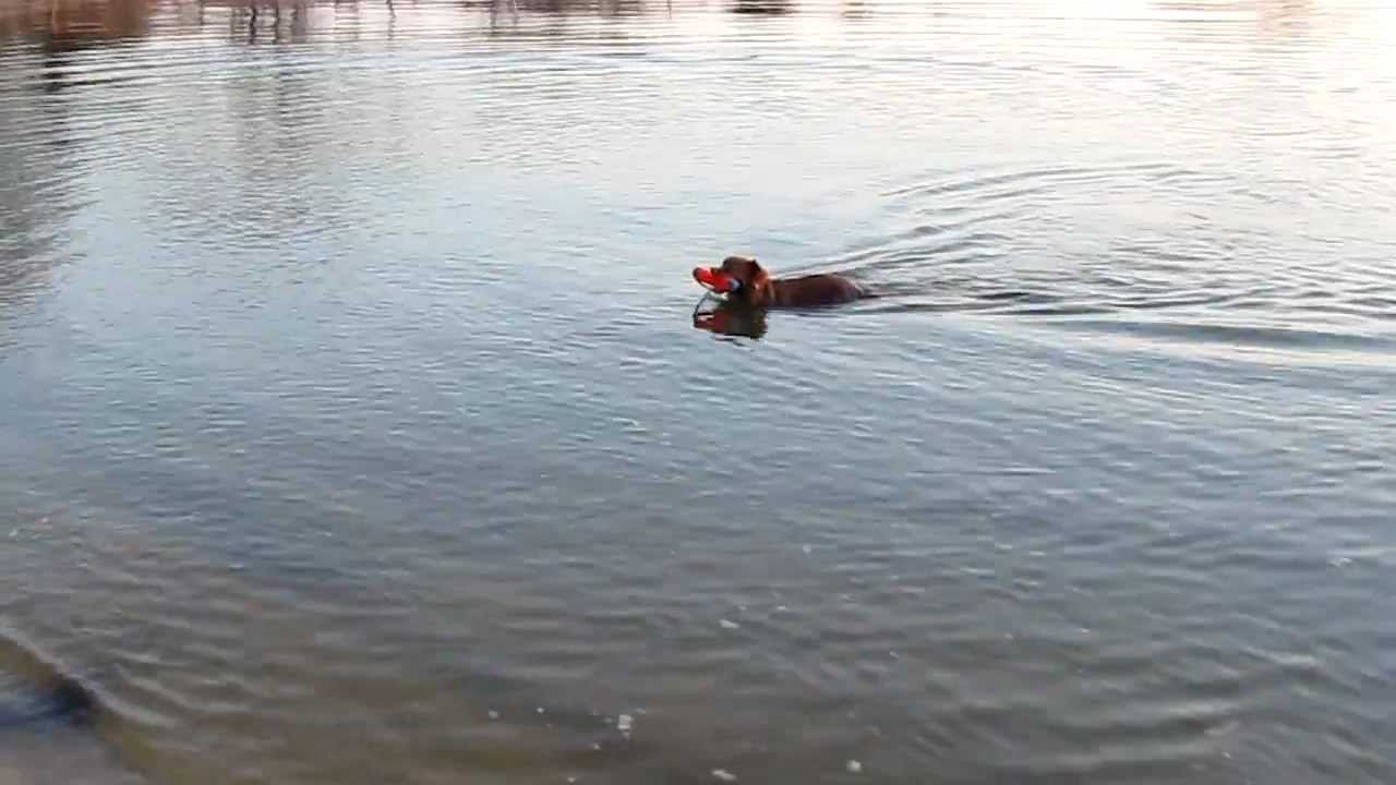 Abbie the Nova Scotia Duck Tolling Retriever - 2 years old - James River