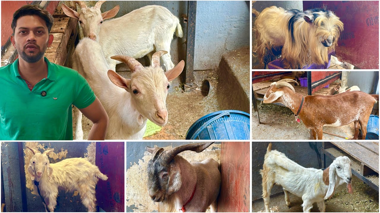 Exotic Bakre EMI Par & Kota Kids at Al Quresh Goats Jogeshwari West Mumbai