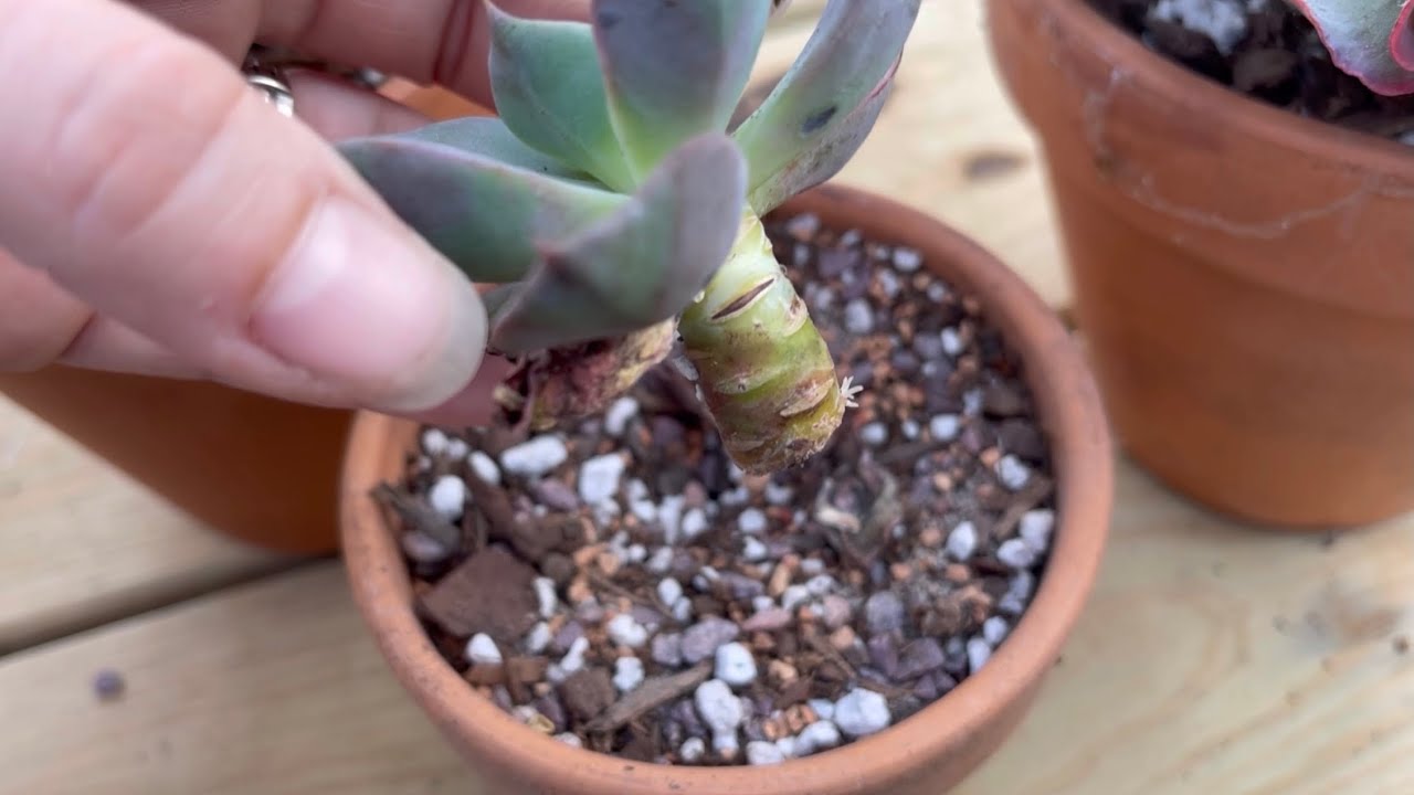 Succulent beheading update!