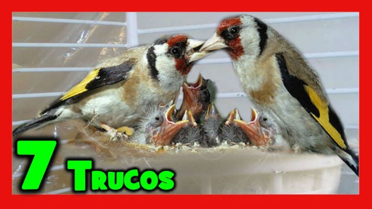7 хитростей разводить щеглов в неволе 🐤
