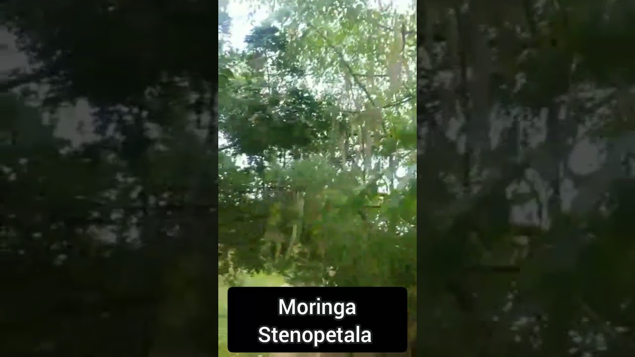 Moringa Stenopetala, uma &aacute;rvore fant&aacute;stica, apresentada por Toninho de Monte Santo - Ba