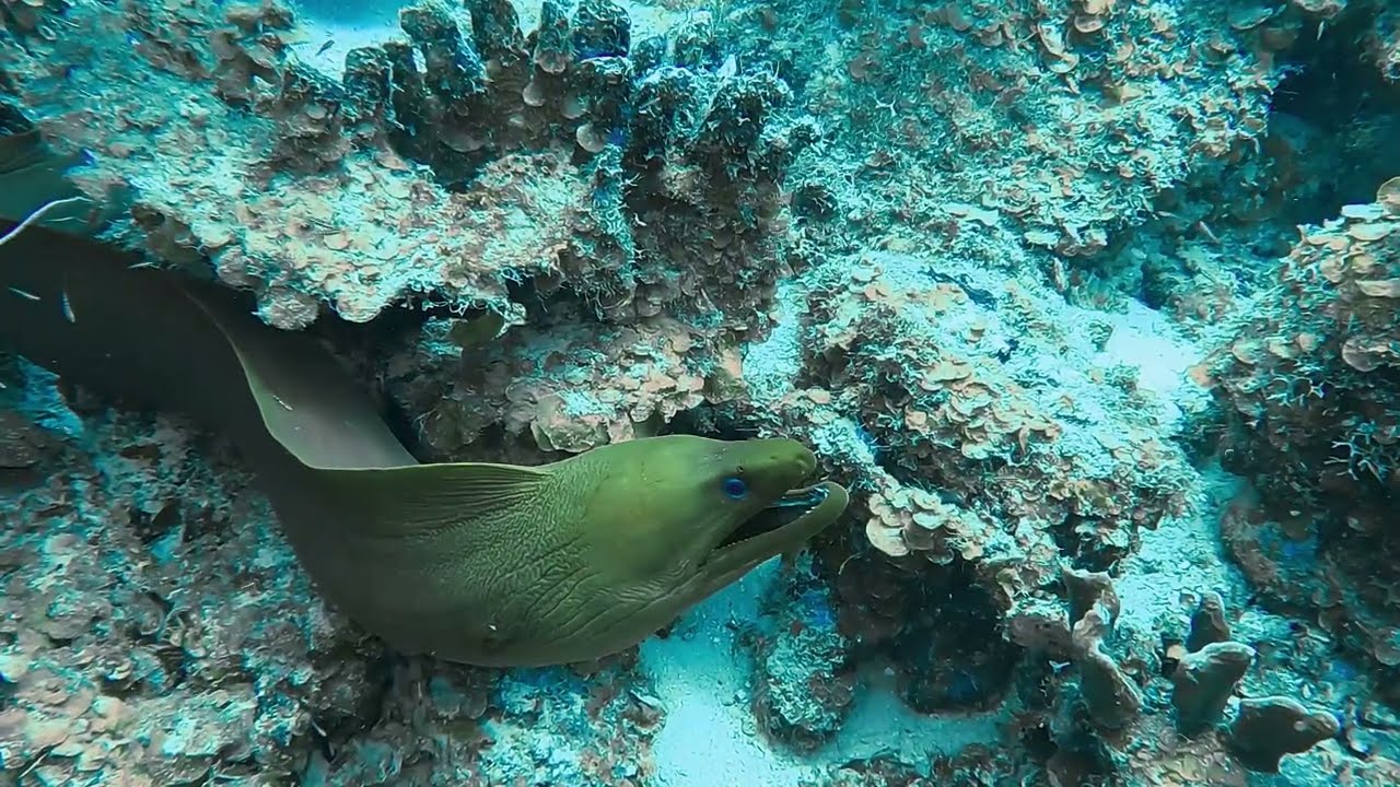 Curaçao Février 2026