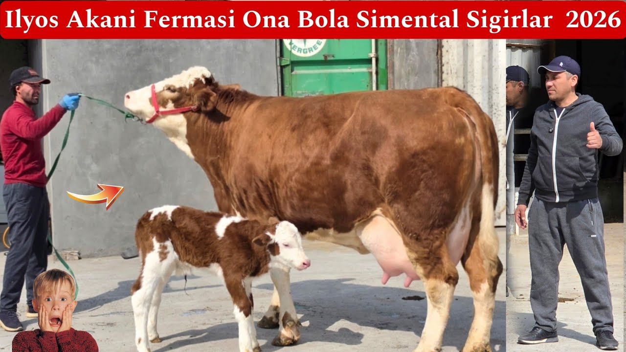 Ilyos Akani Fermasi Ona Bola Simental Sigirlar Koʻrib Baho Bering 