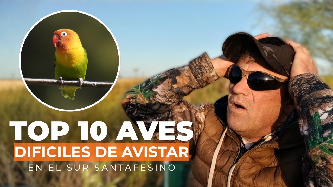 TOP 10 AVES DIFICILES de AVISTAR en el sur de SANTA FE