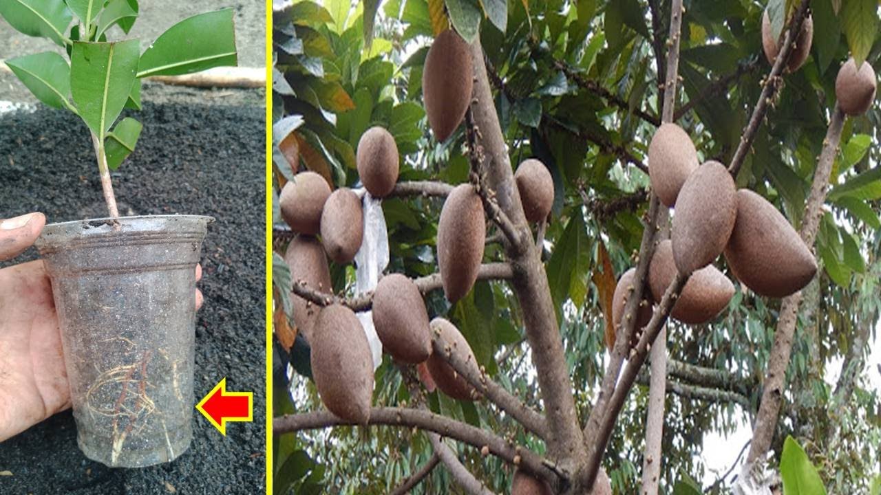 How to cuttings sapodilla 100% successful growing roots 6 weeks...