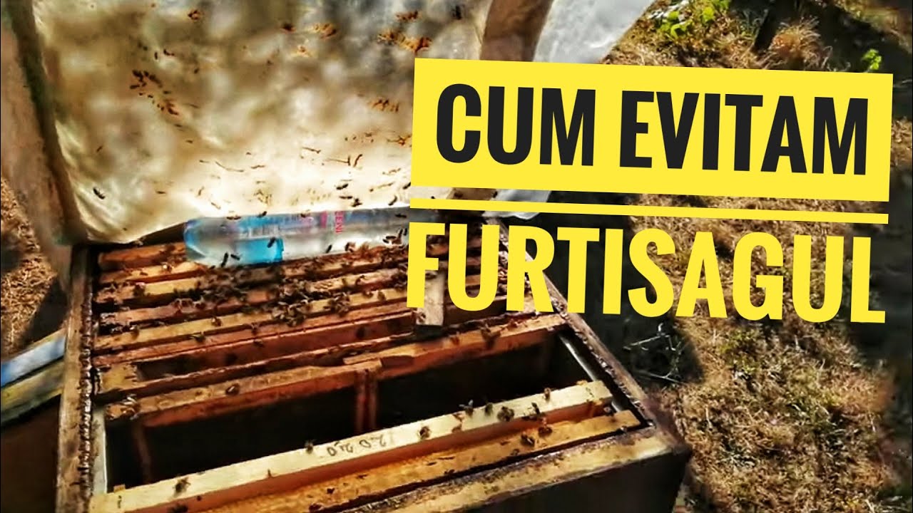 CUM ȘI CÂND HRĂNIM FAMILIILE DE ALBINE.