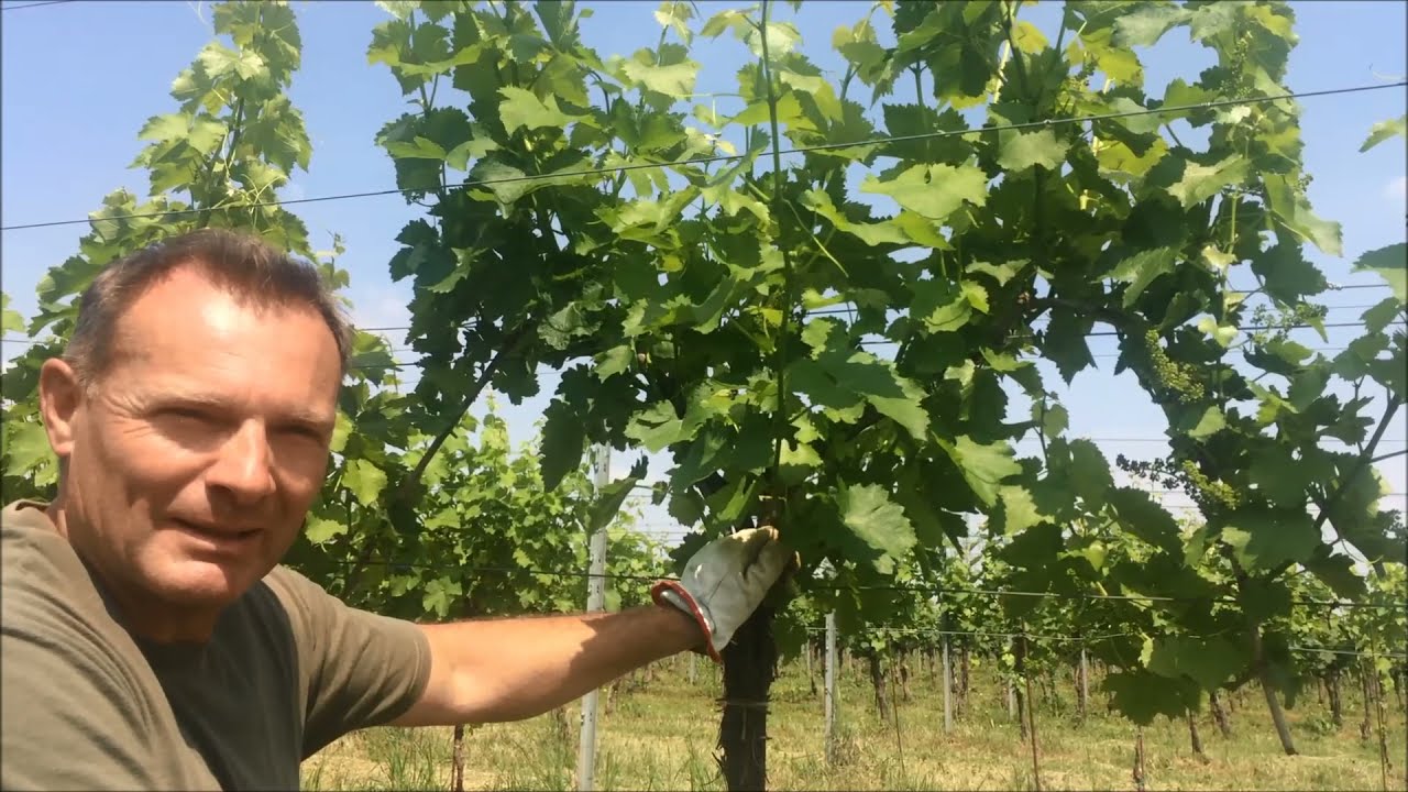 La potatura verde in vigna: la scelta dei germogli è fondamentale