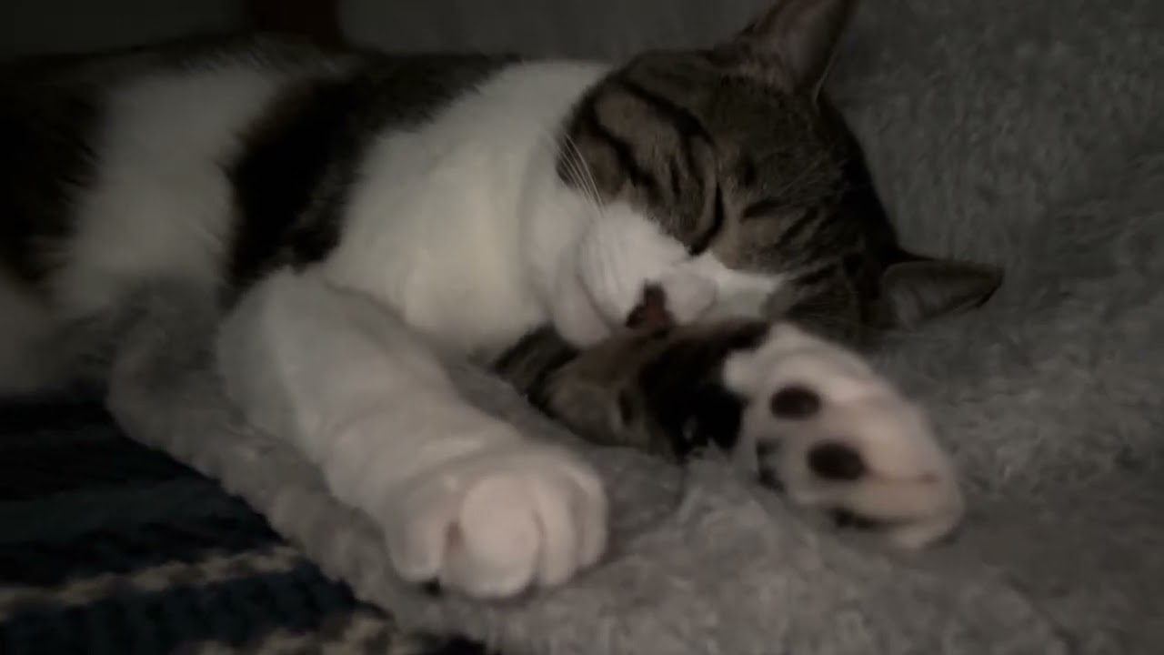 今日も楽しかったね　#保護猫  #猫 #cat #猫のいる暮らし #ねこ