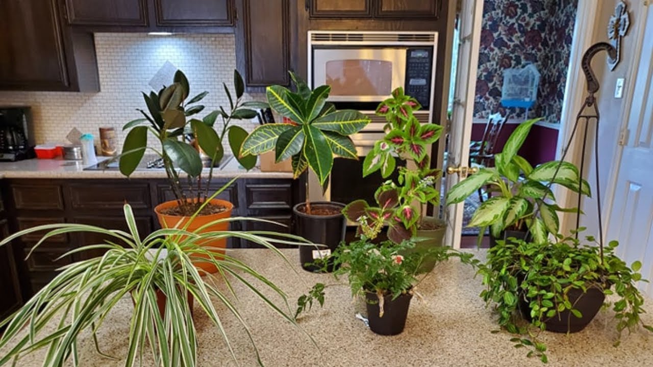 HOUSEPLANTS I NO LONGER WANT | DONNA JOSHI