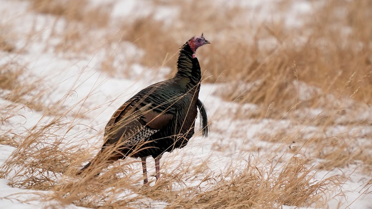 Spring Turkey Season Preview 2026 - NDGF - 02-02-2026
