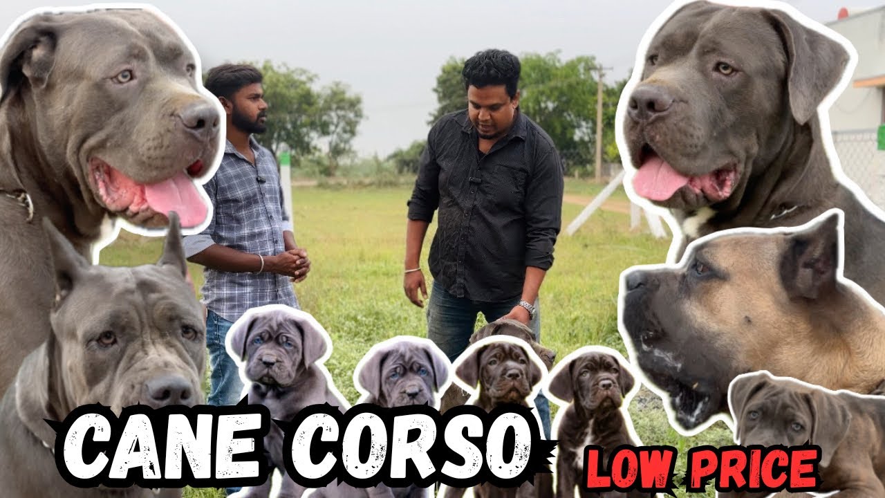Cane corso Italian mastiff breed | puppies available | best cane corso kennel | Coimbatore|low price