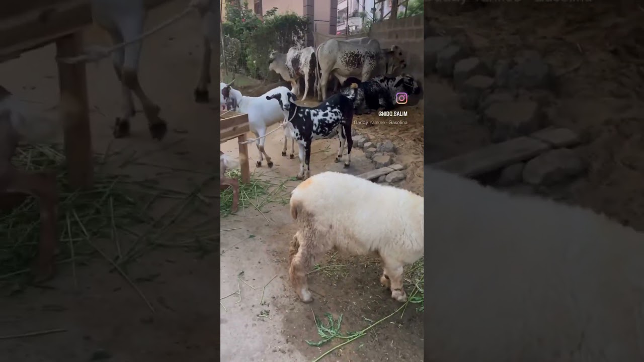 When Eid ul Adha meets Karachi streets&hellip; It&rsquo;s a wild ride! 🐐🚗