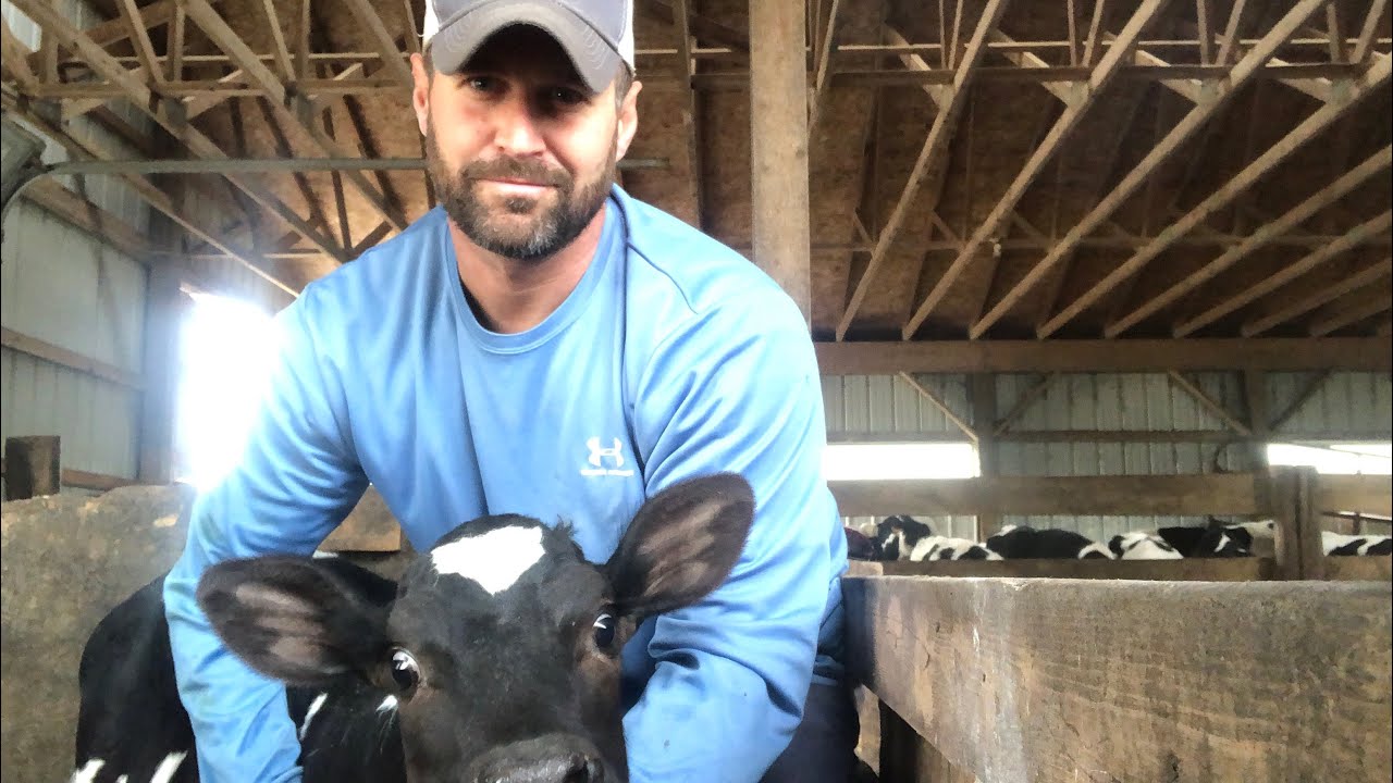 NEW ARRIVAL-Helping A Cow Give Birth!