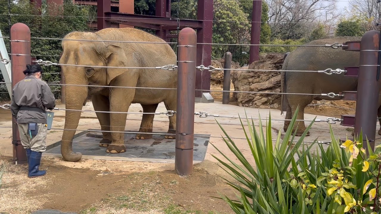 おやつをたくさん口に入れたいウタイちゃん🐘　2月17日 上野動物園　アジアゾウ