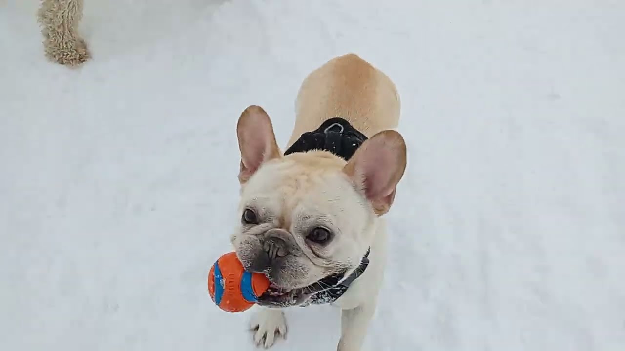 Puppy dog park fun featuring Zsa Zsa Gabor & whipet  & many more  than 50 playing 