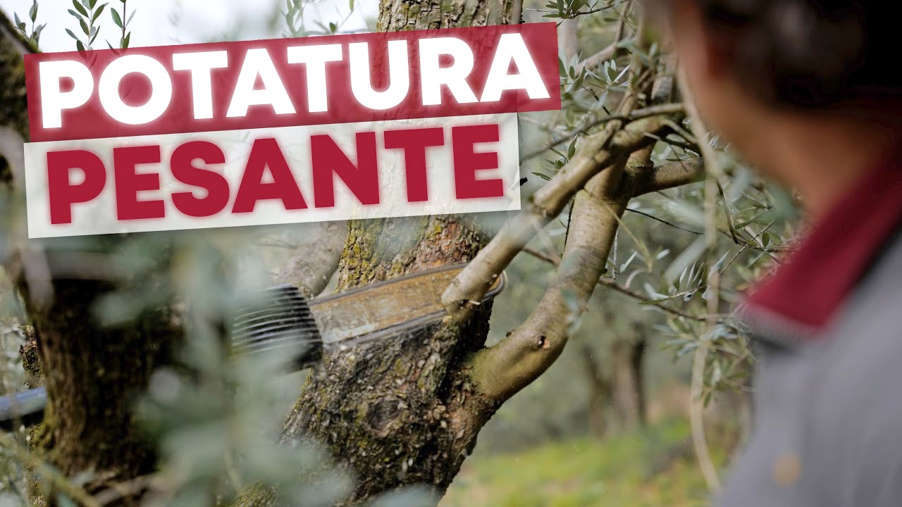 POTATURA di CORREZIONE dell'olivo, per renderlo PRODUTTIVO