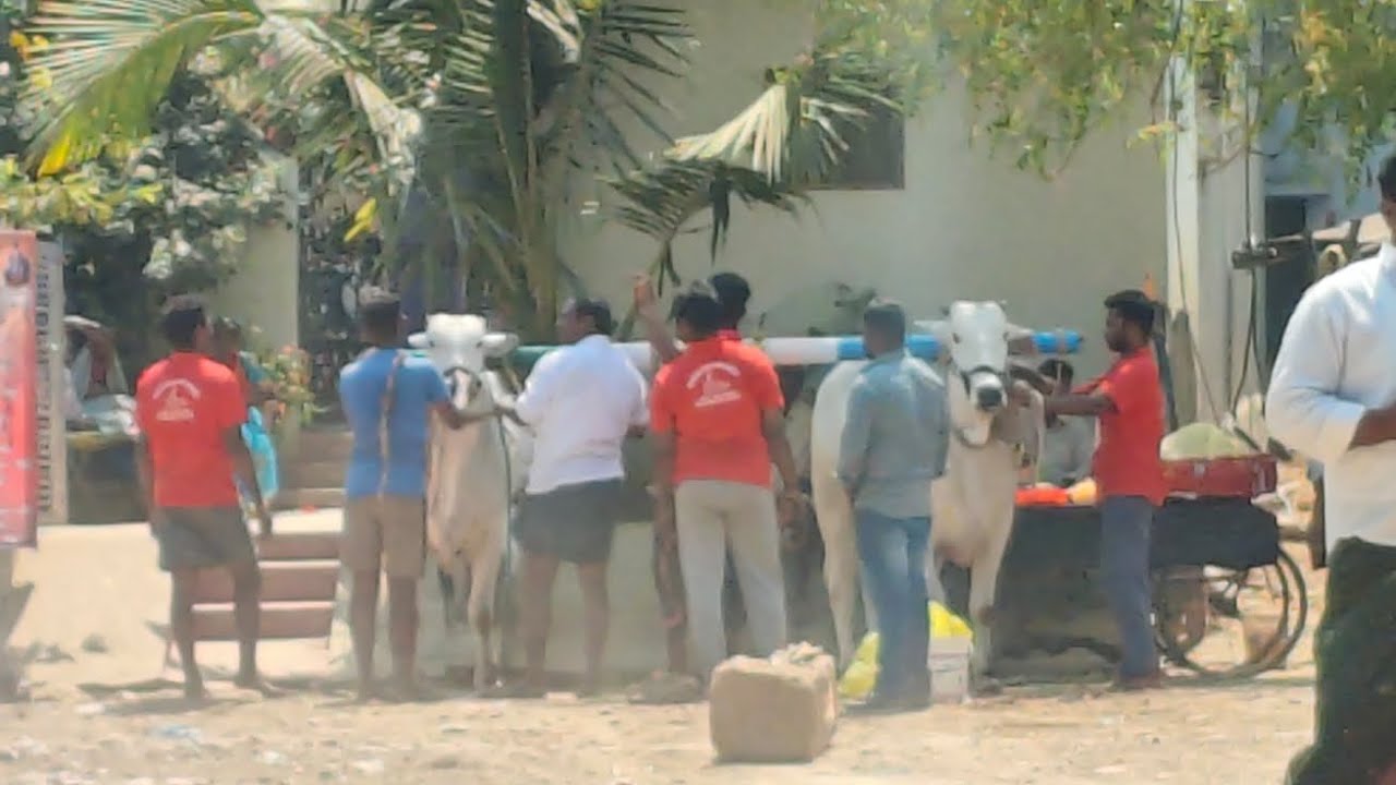 ముళ్లపాడు గ్రామం రెండు పళ్ళు విభాగం 8 వ జత  ULLS