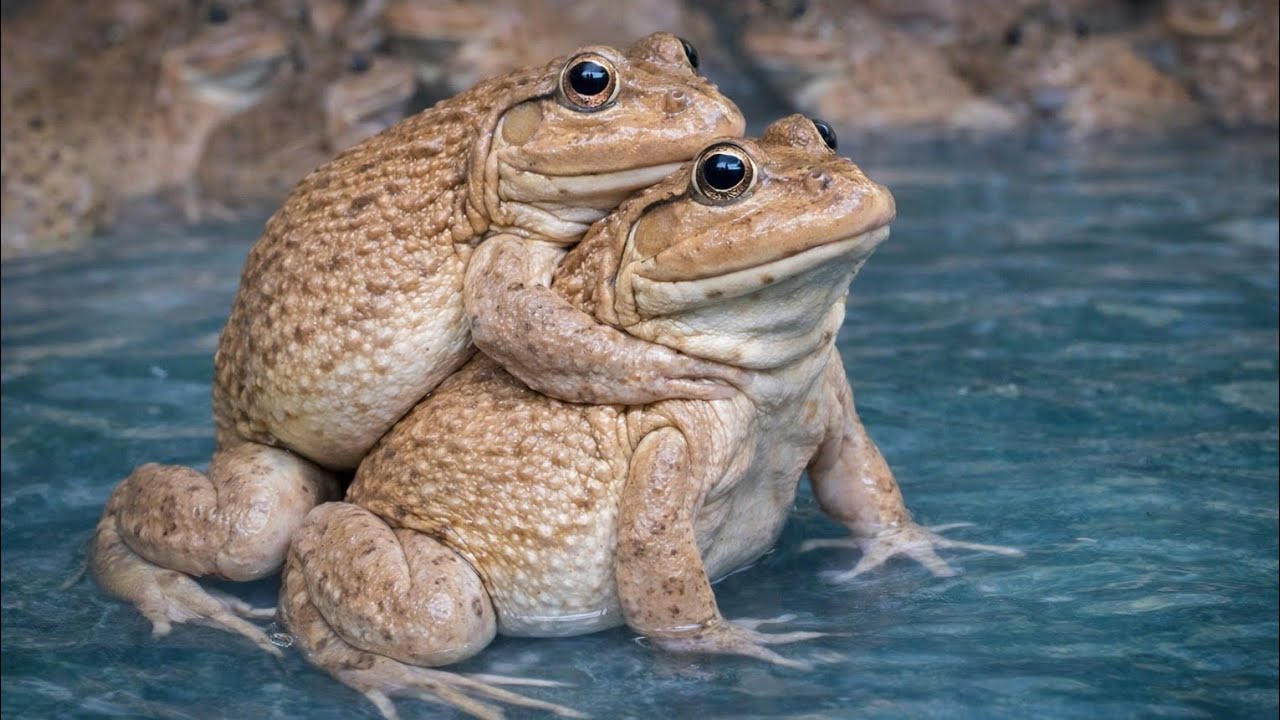 “Amazing Frogs in Water – Nature’s Cute Swimmers!”#frog #Taing Chun