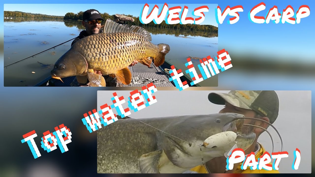 Wels vs Carp 2021 part1 