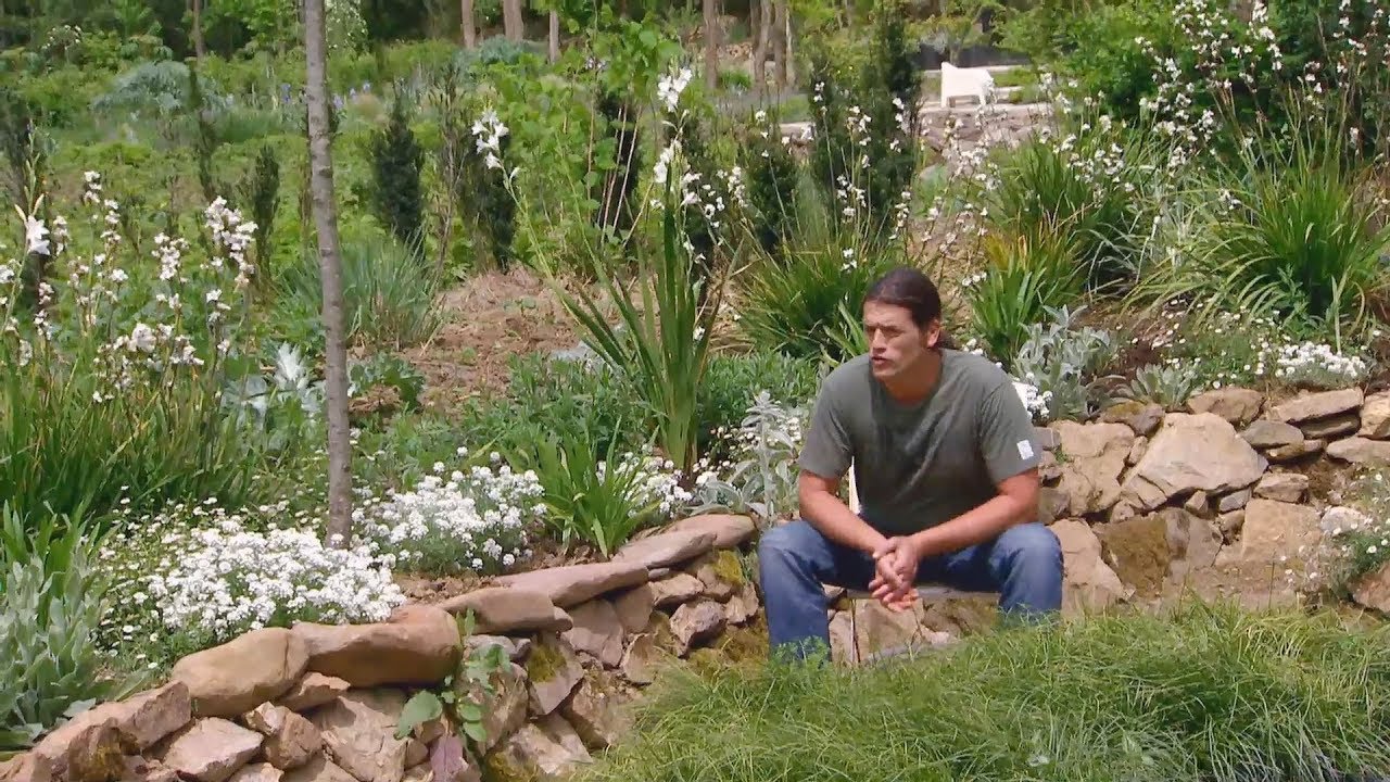 Plantas de flores blancas para el jardín - Decogarden - Jardinatis