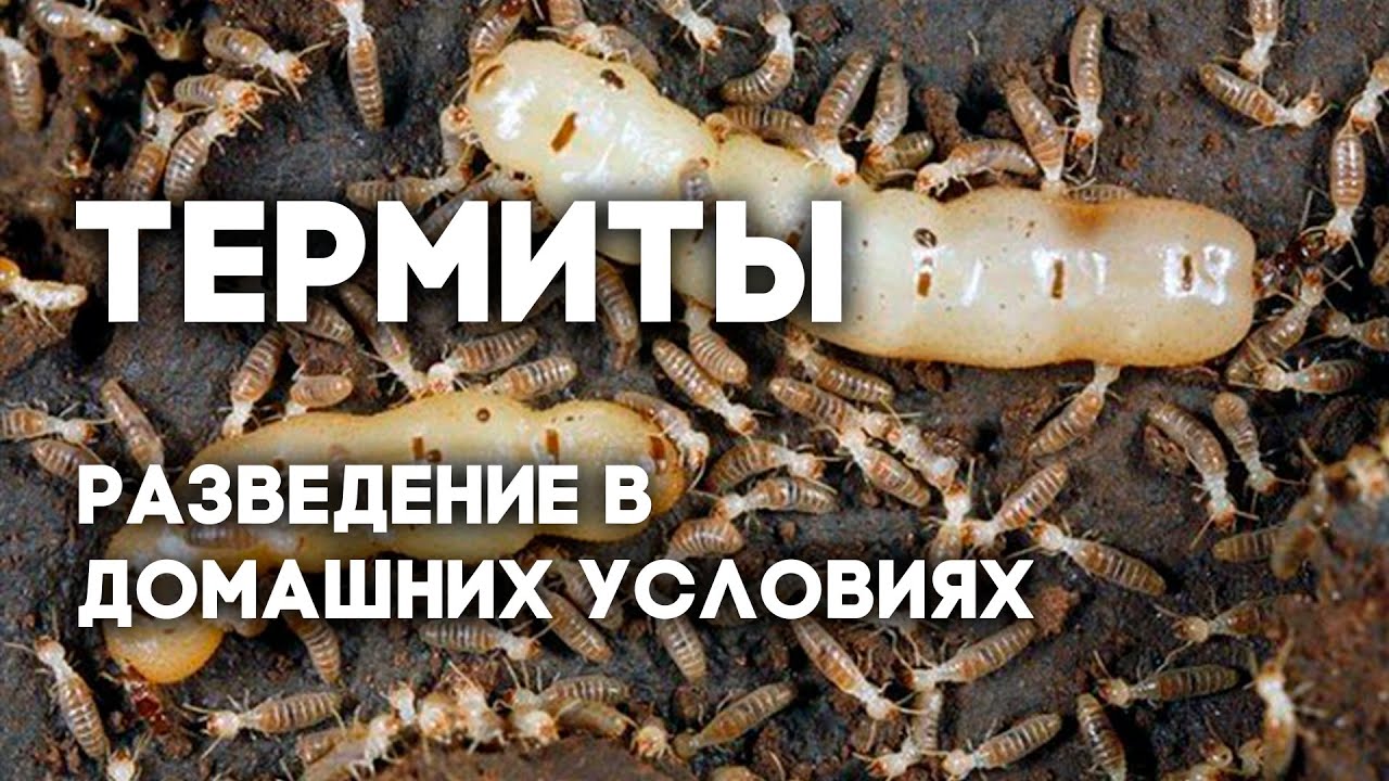 Возможно ли содержать термитов как домашних животных? Coptotermes formosanus - китайский термит.