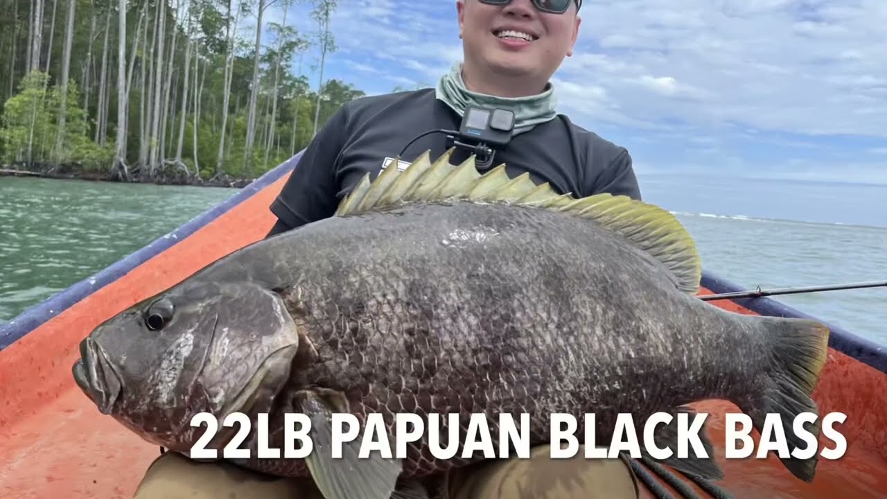 Kaimana Papuan Black Bass 2023