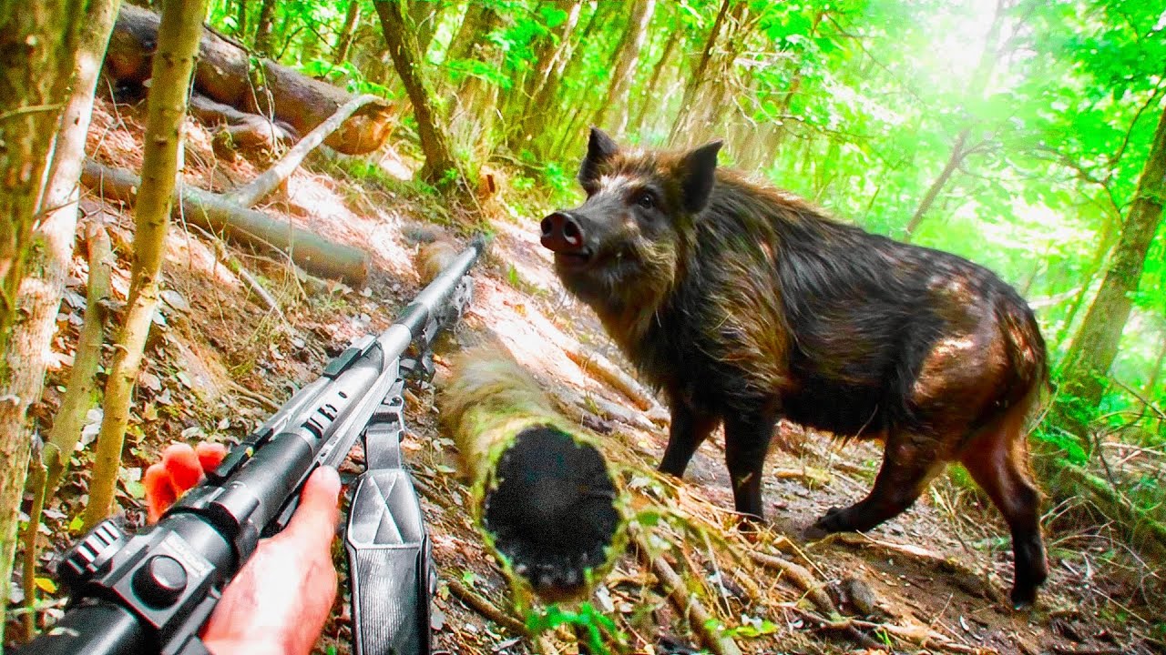 Survival: The Danger Of The Hunt For Wild Pigs