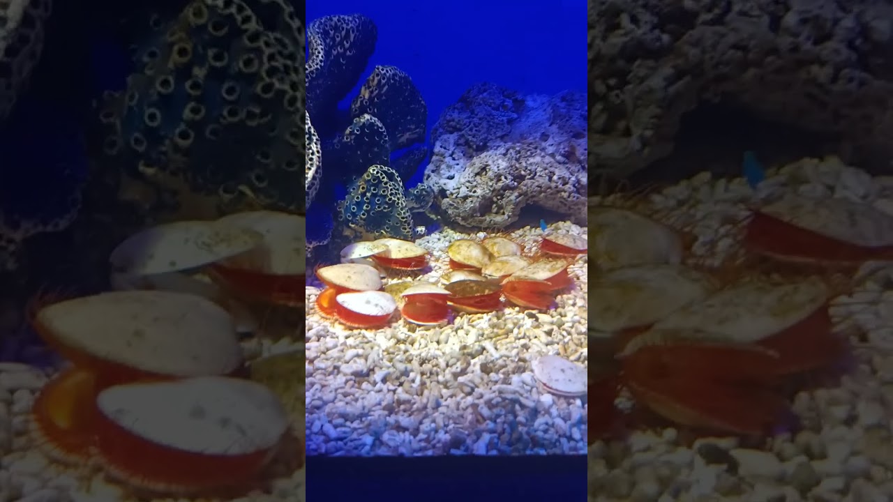 Ocean Park 