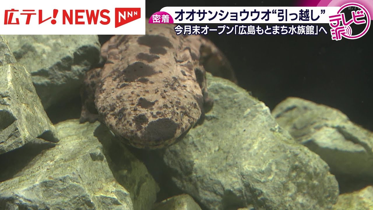 広島もとまち水族館にオオサンショウウオ　引っ越しを密着取材！