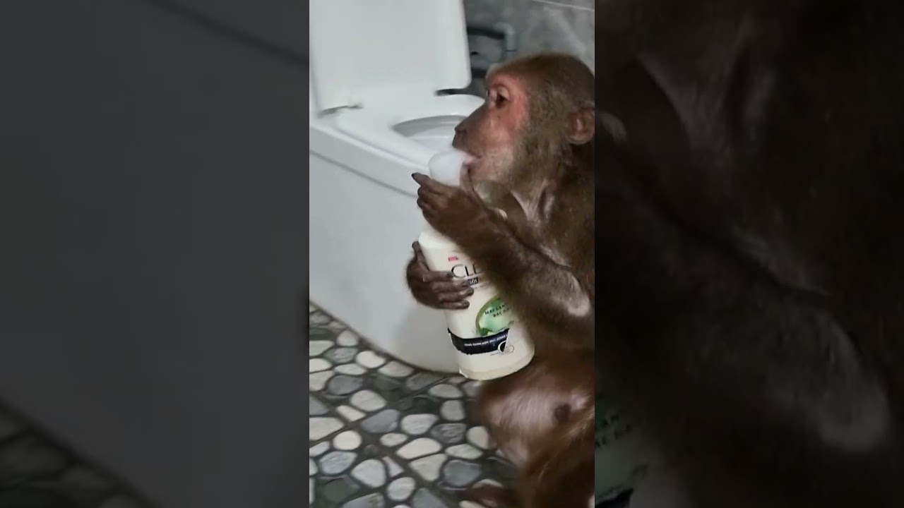 Animals abu wash hands