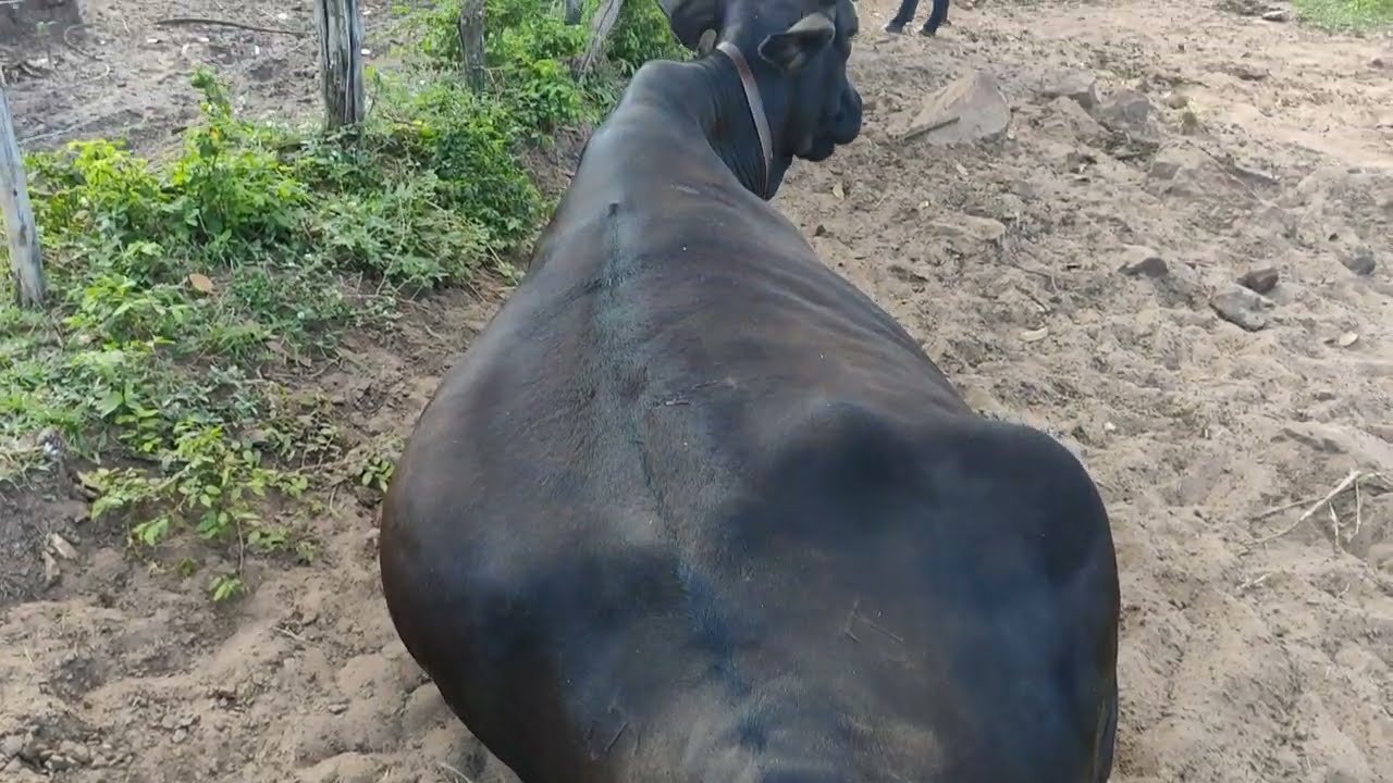 Gado manso &eacute; outro n&iacute;vel! #fazenda #shorts #ro&ccedil;a #agro